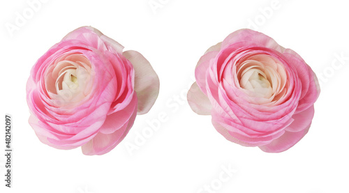 Photos Set of pink ranunculus flowers isolated