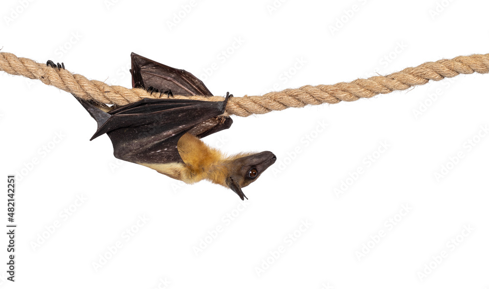 Fototapeta premium Young adult flying fox, fruit bat aka Megabat, cmoving from left to right over sisal rope. Looking to the side. Isolated on white background.