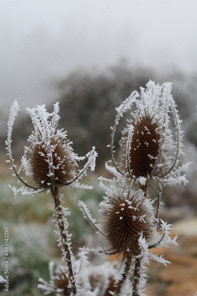 givre, chardon, gel, gros plan givre, chardon, gel, gros plan