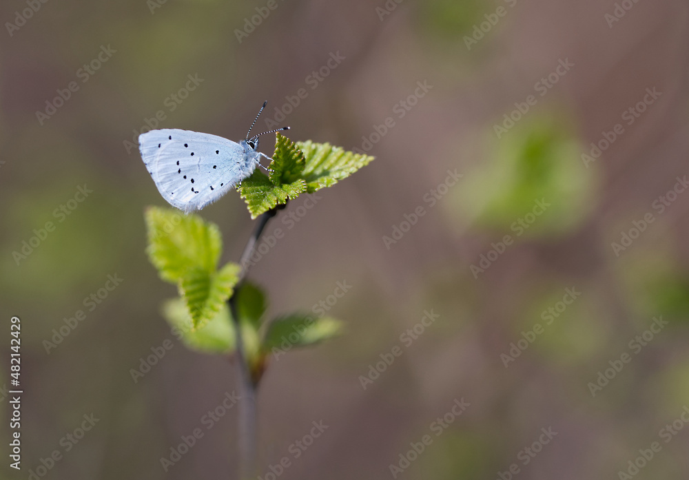 custom made wallpaper toronto digitalFaulbaum-Bläuling (Celastrina argiolus)