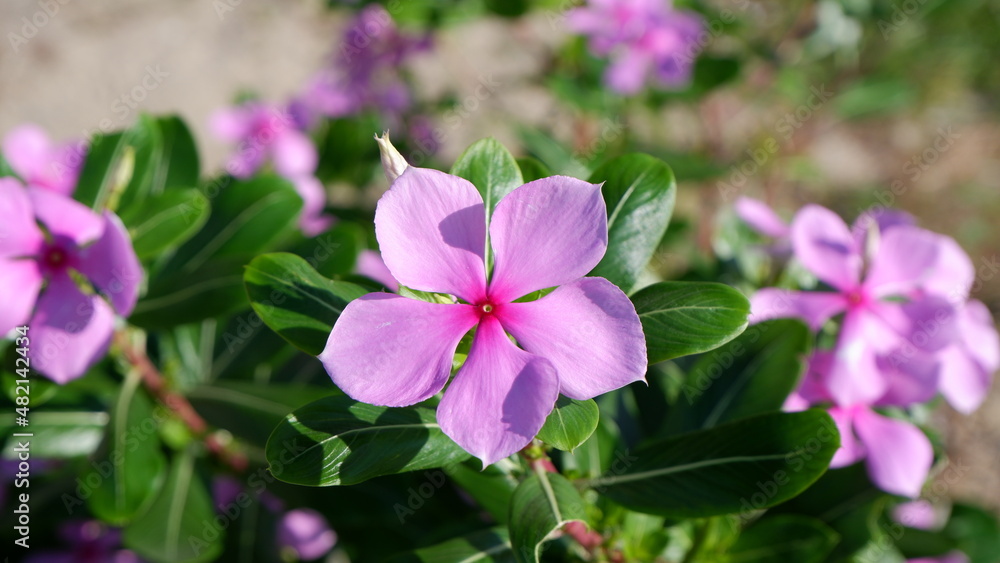 A focused single blooming violet watercress with its green leaves blur background A focused single blooming violet watercress with its green leaves blur background