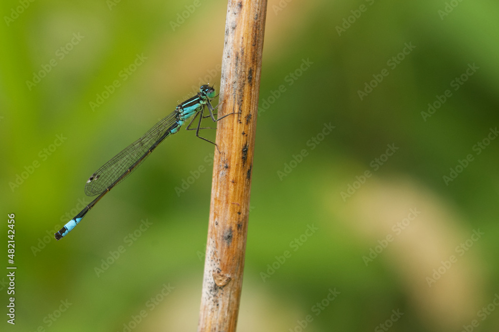 Große Pechlibelle (Ischnura elegans) Große Pechlibelle (Ischnura elegans)