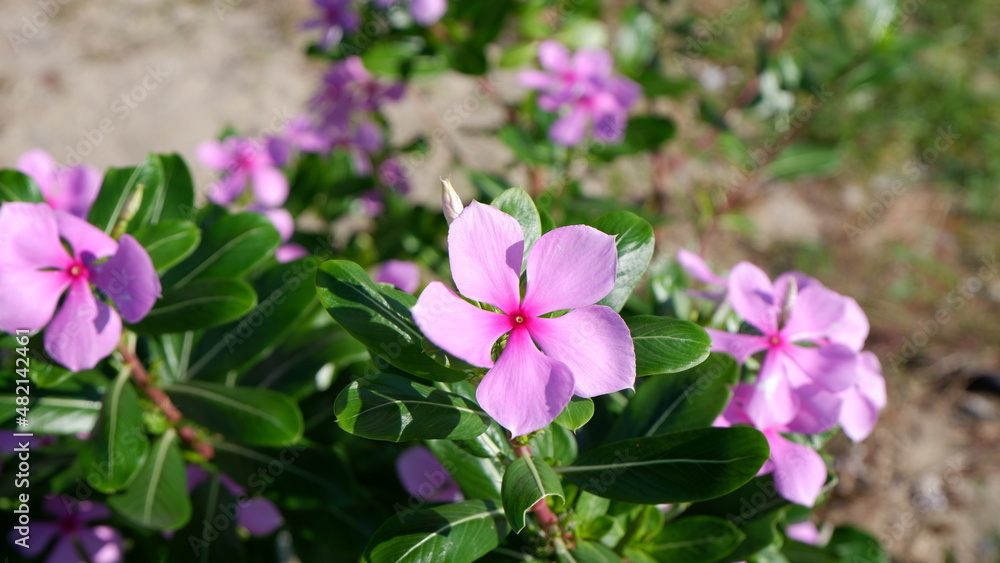 A focused single blooming violet watercress with its green leaves blur background A focused single blooming violet watercress with its green leaves blur background