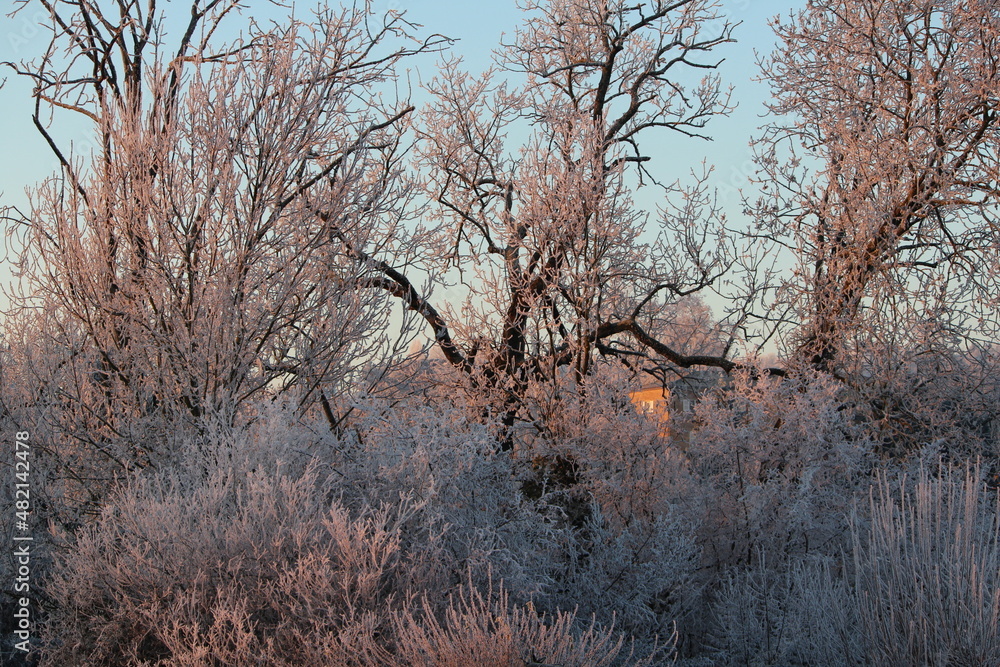 Fototapeta premium givre, rosé, couleur, aube, lumière, luminosité, gel