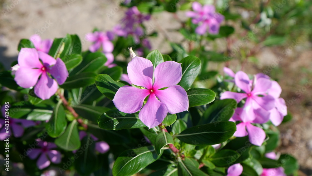 A focused single blooming violet watercress with its green leaves blur background A focused single blooming violet watercress with its green leaves blur background