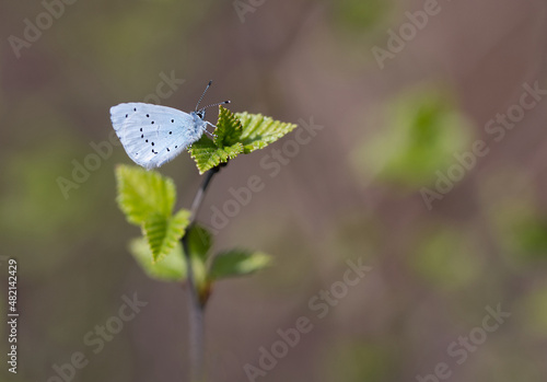 Wallpaper Mural Faulbaum-Bläuling (Celastrina argiolus) Torontodigital.ca