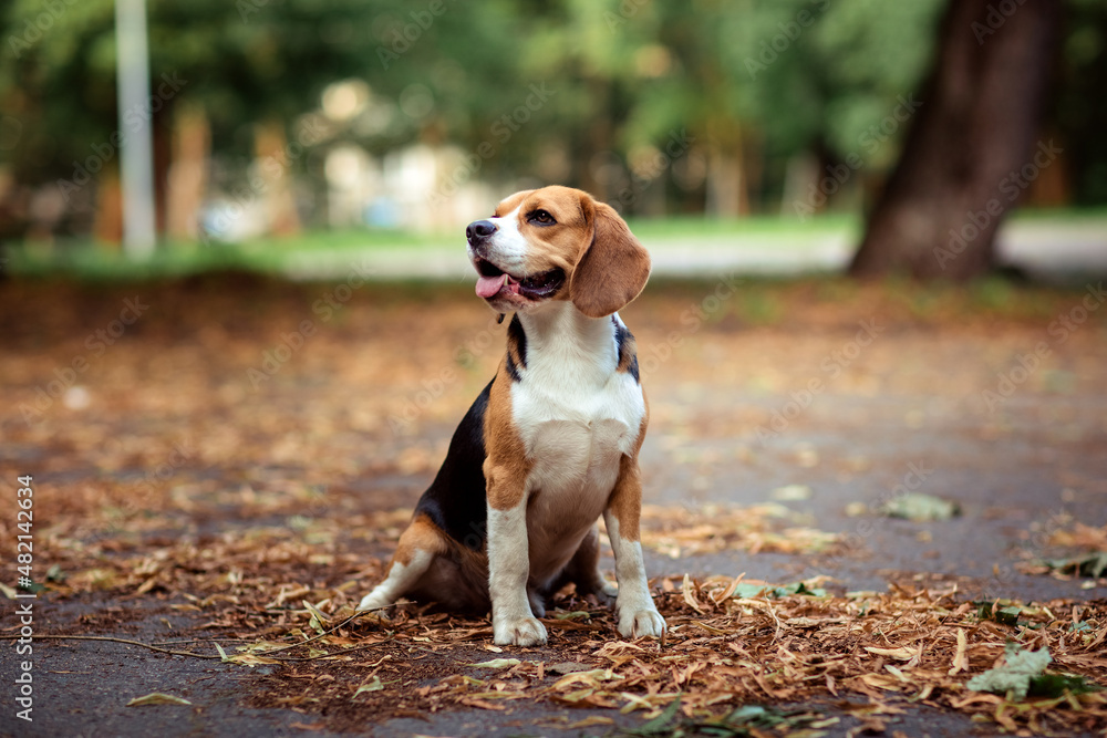 Closeup portrait Brown dog beagle sitting in nice old English location among beautiful bright fallen leaves. Summer time