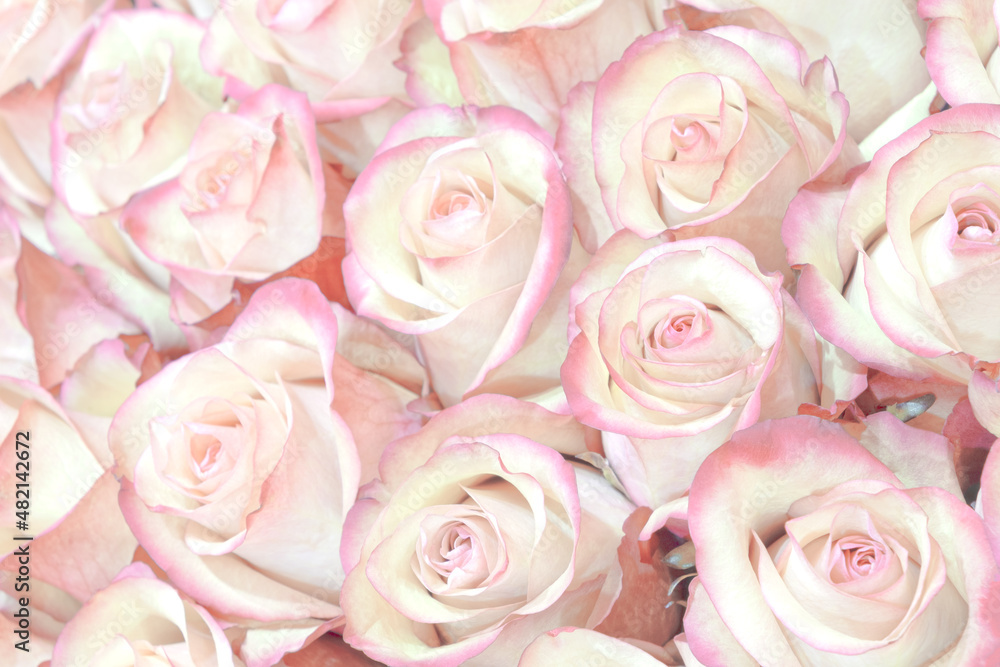 Fototapeta premium Summer blossoming delicate roses on blooming flowers festive background, pastel and soft bouquet floral card