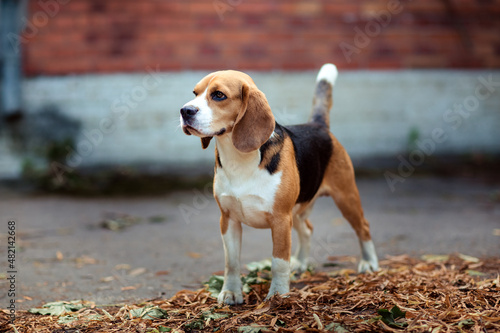 Closeup portrait Brown dog beagle staying in nice old English location among beautiful bright fallen leaves. Brick wall background. Summer time