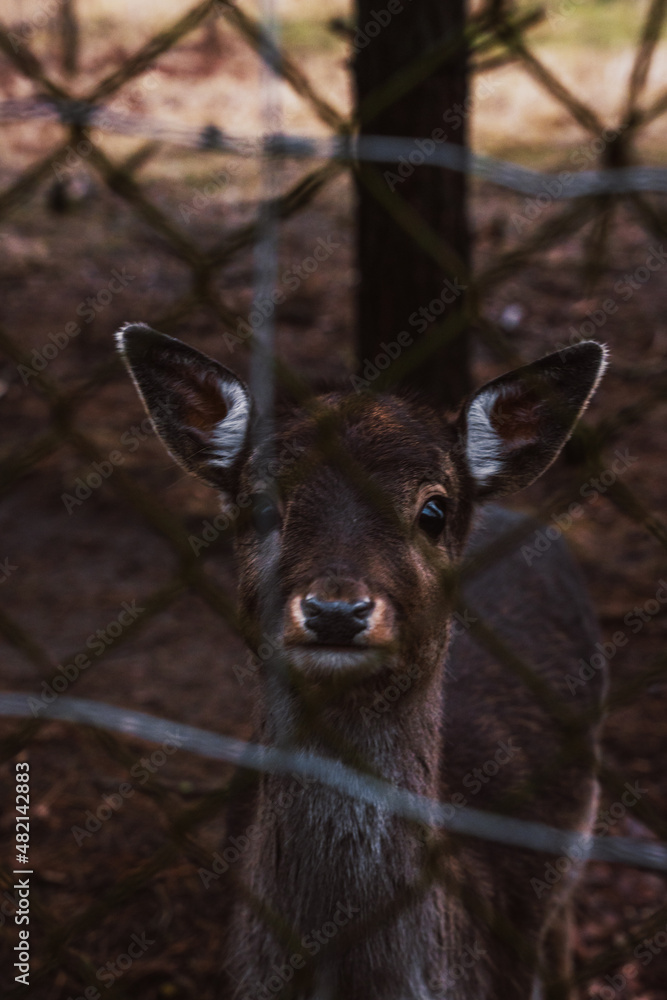 Fototapeta premium Little deer cub behind the fence