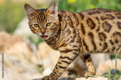 Foto bangal cat on the white background. High quality photo