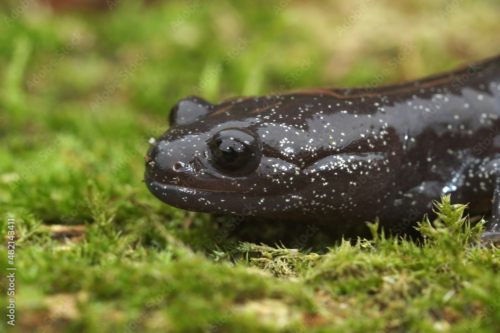 Closeup on the head of a rare white speckled subadult Ishizuchi salamander, Hynobius hirosei on green moss Closeup on the head of a rare white speckled subadult Ishizuchi salamander, Hynobius hirosei on green moss
