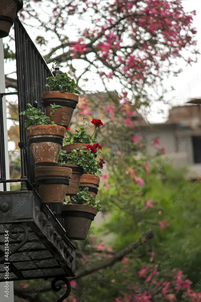 Potted plants