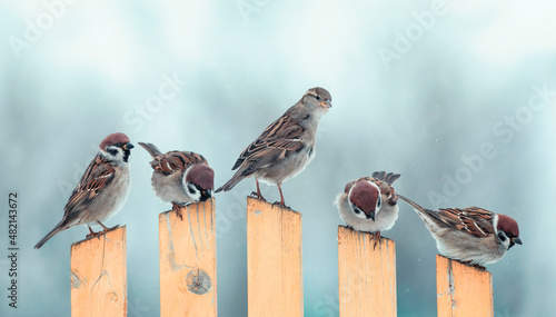 flock of small sparrow birds are sitting on a wooden fence in the village