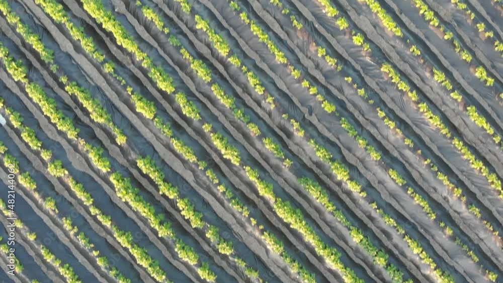 Top down aerial view of tomato plants in Andalucia, Spain. Top down aerial view of tomato plants in Andalucia, Spain.
