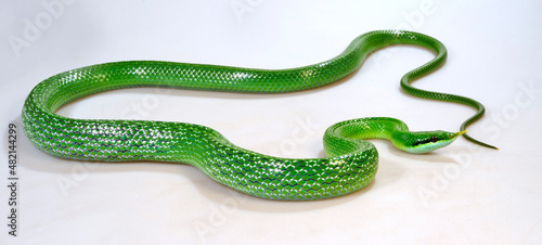 Spitznasennatter // Rhinoceros ratsnake (Gonyosoma boulengeri) photo