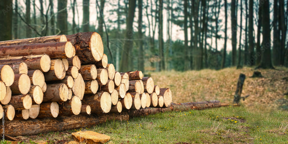 Forest pine trees log trunks felled by the logging timber industry. Forest pine trees log trunks felled by the logging timber industry.