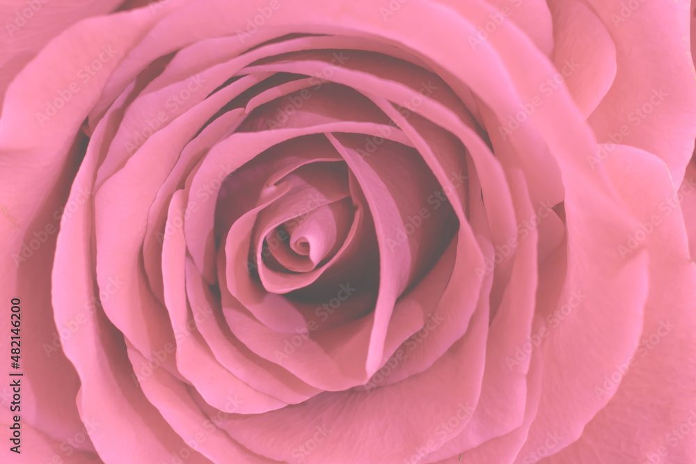 Pink macro pastel toned rose flower. Copy space floral backdrop core with many delicate silken petals, design element valentine's day Pink macro pastel toned rose flower. Copy space floral backdrop core with many delicate silken petals, design element valentine's day