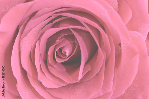 Pink macro pastel toned rose flower. Copy space floral backdrop core with many delicate silken petals  design element valentine s day