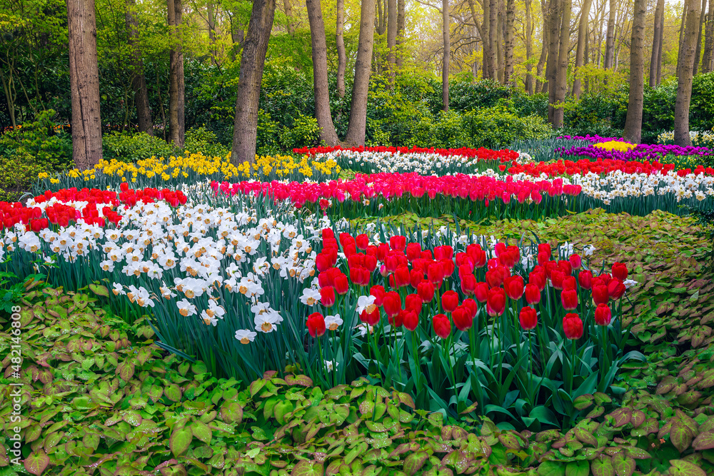 Arranged flower beds with daffodils and colorful tulips, Lisse, Netherlands Arranged flower beds with daffodils and colorful tulips, Lisse, Netherlands