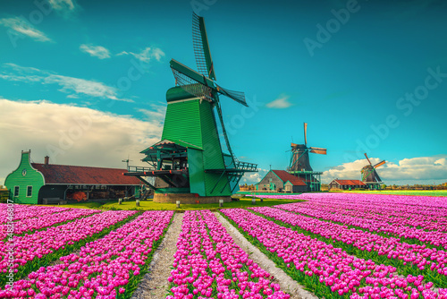 Old windmills in the colorful tulip plantation, Zaanse Schans, Netherlands