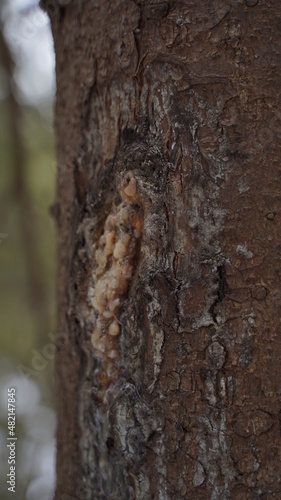 Fototapeta Naklejka Na Ścianę i Meble -  Spruce exudes resin