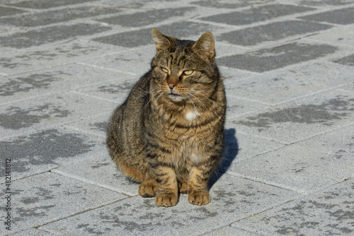 Street cats of Istanbul city. photo