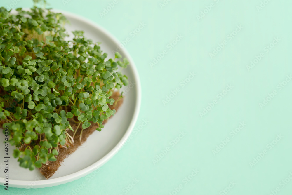 Fresh microgreens on white plate closeup on green background Fresh microgreens on white plate closeup on green background