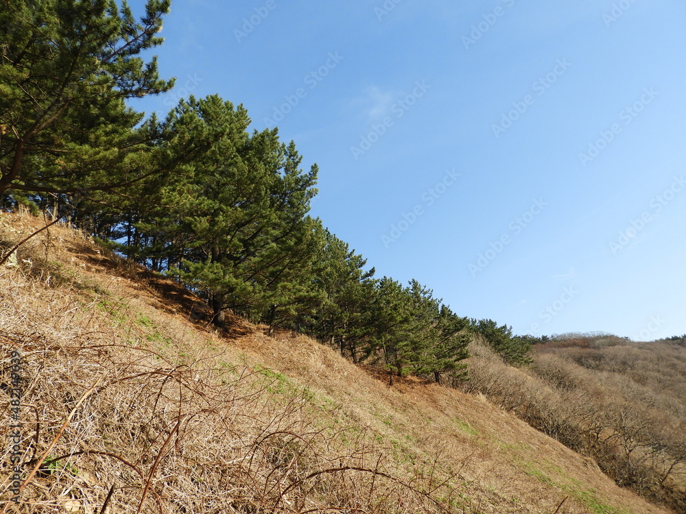 Fototapeta premium 早春の里山