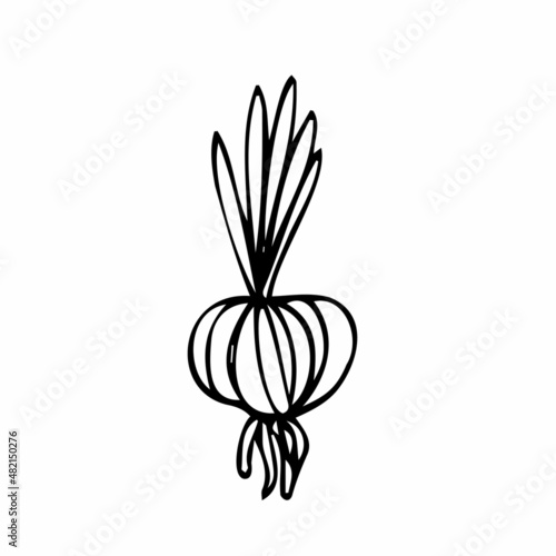 Hand drawn onion sketch. Black silhouette of a whole bulb isolated on a white background. Organic vegetarian product drawn in cartoon style. Vector illustration.