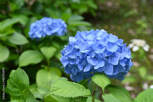 東京の旧古河庭園で咲くアジサイの花