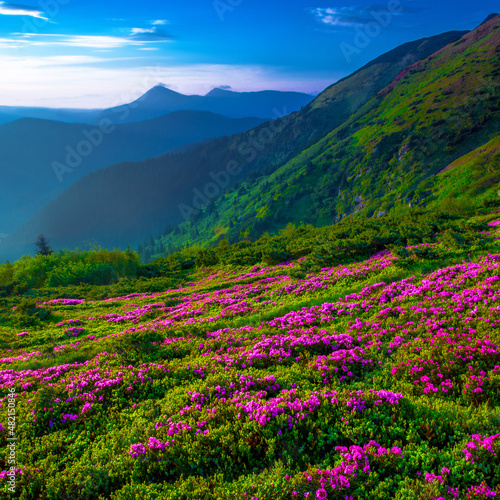 scenic summer dawn floral image, amazing mountains landscape with blooming flowers at morning sunrise, scenic nature scenery, Carpathians, border Ukraine - Romania, Europe , Marmarosy