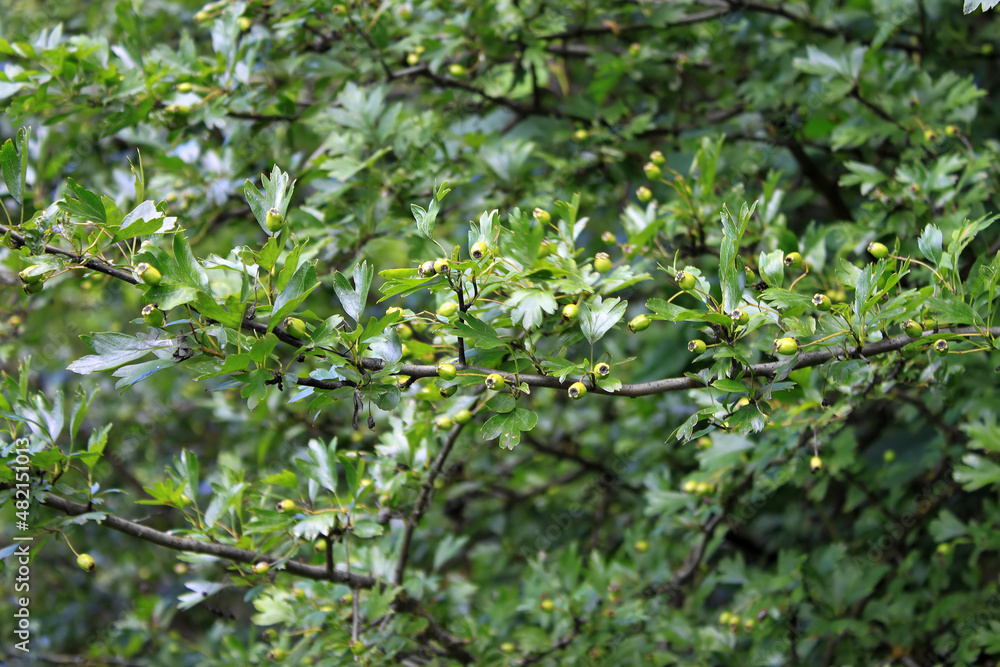 The fruits of the wild hawthorn (Crataegus) on a branch. Green unripe fruits The fruits of the wild hawthorn (Crataegus) on a branch. Green unripe fruits