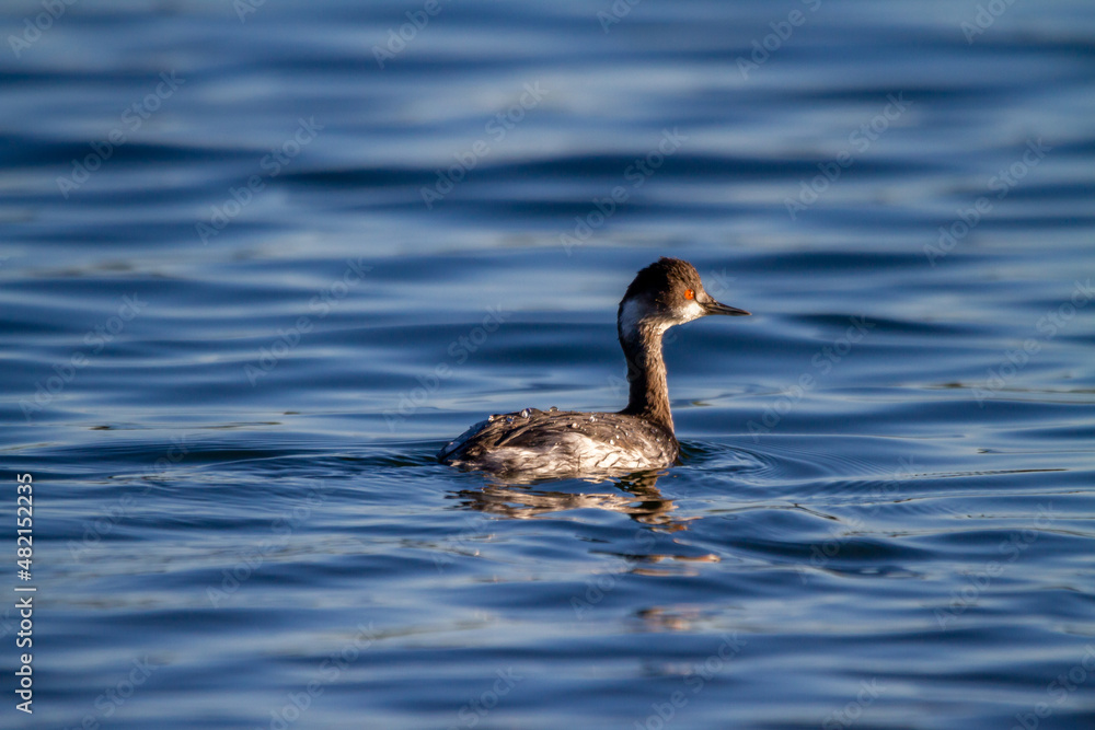 Black-necked grebe (Podiceps nigricollis) swims in the water of the Albufera lake in Valencia (Spain) Black-necked grebe (Podiceps nigricollis) swims in the water of the Albufera lake in Valencia (Spain)