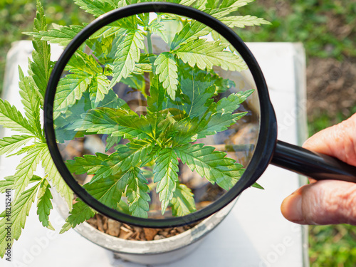 Hand holding a magnifying glass looking at texture cannabis leaves.