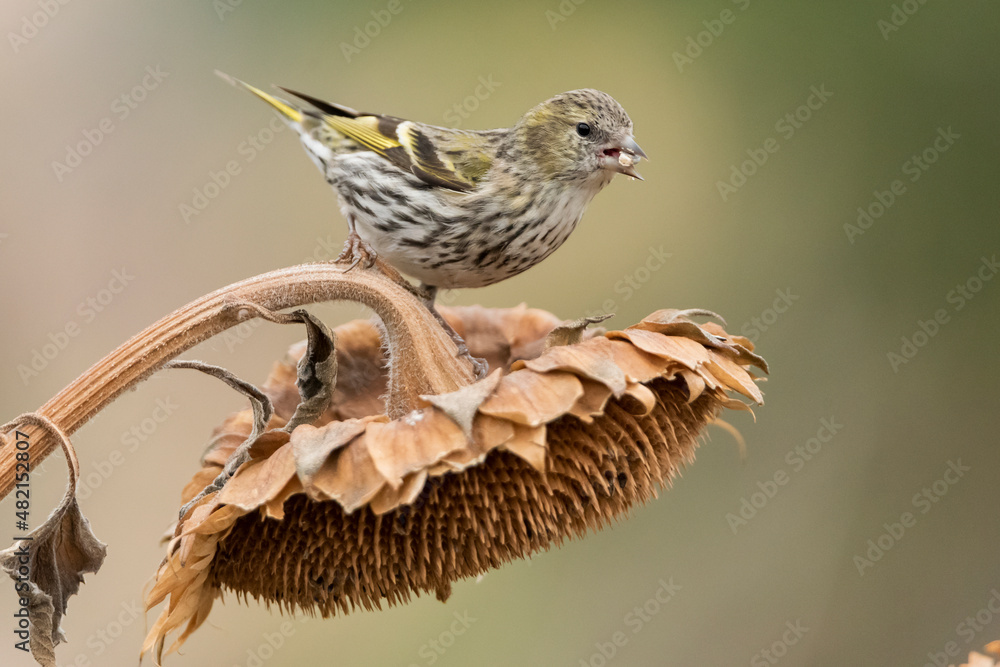 Fototapeta premium jilguero lugano en el tallo de un pampano de girasol (spinus spinus) 