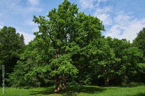 big sweeping green oak tree in the park in summer