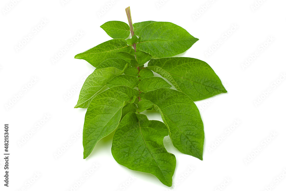 Potato green leaf Stock Photo Adobe Stock