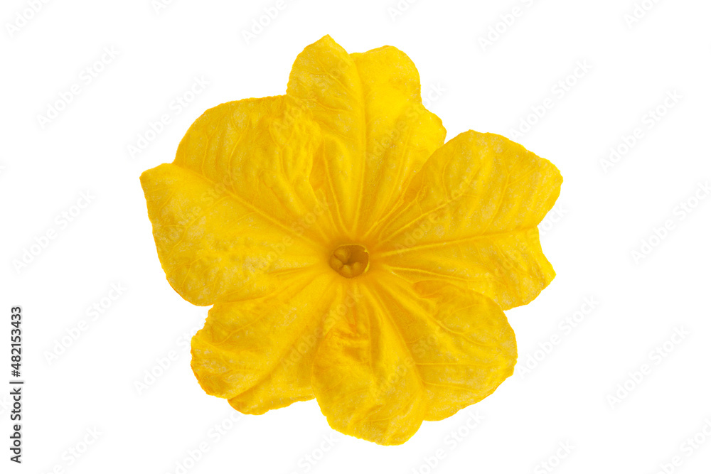 Cucumber flower on white background Cucumber flower on white background