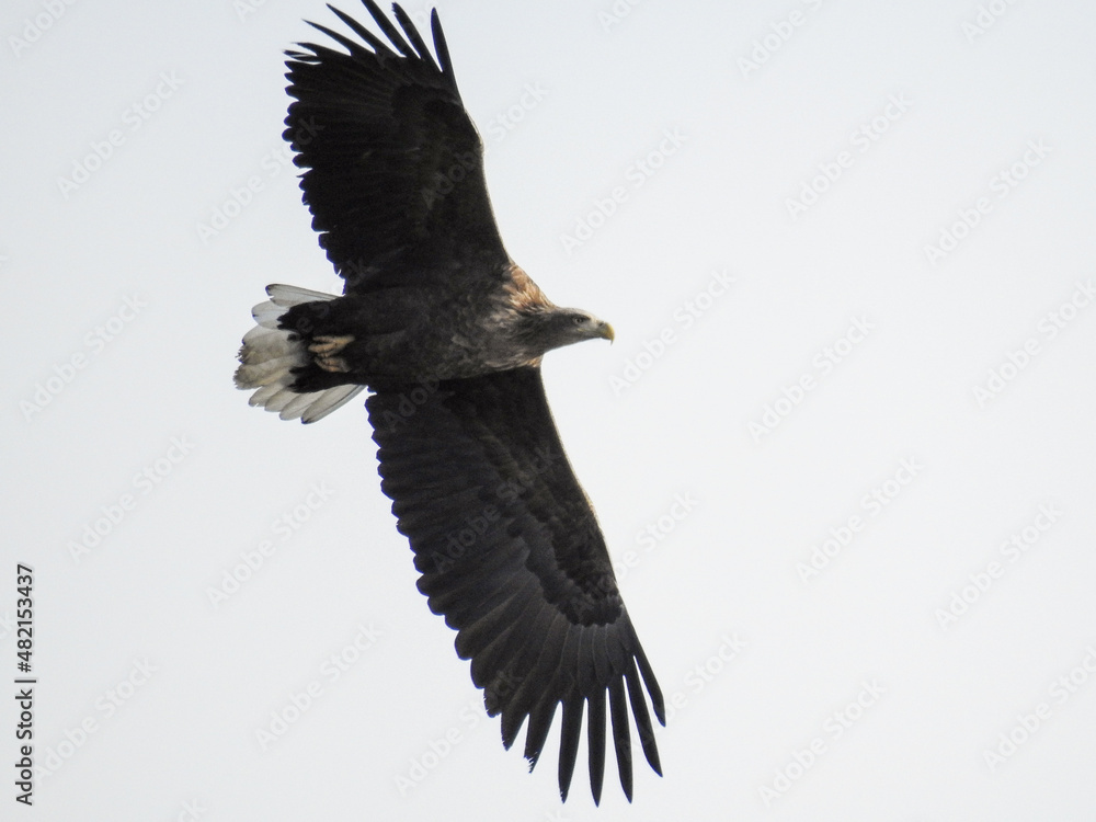 Fototapeta premium bird