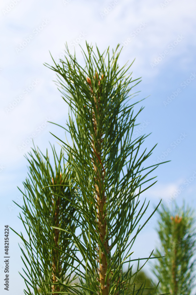 Fir branch against the blue sky background Fir branch against the blue sky background