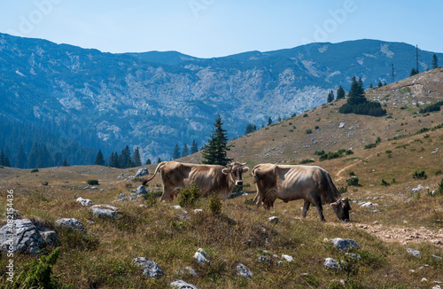 Mountain cows feeding on grass