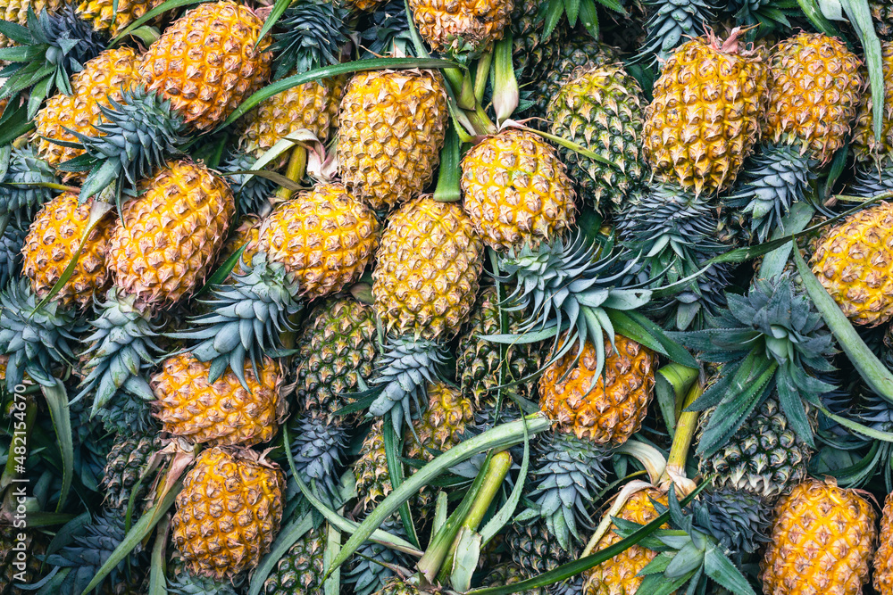 Pineapple background, lots of ripe yellow pineapples at market asia fruit food pineaple. Sri Lanka. Pineapple background, lots of ripe yellow pineapples at market asia fruit food pineaple. Sri Lanka.