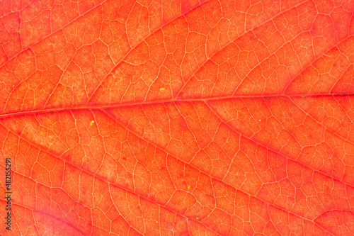 Close-up of red leaf texture