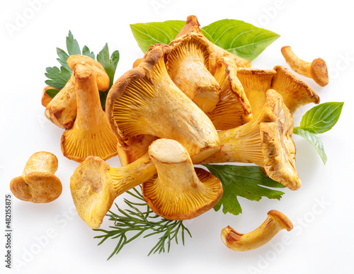 Golden chanterelle mushrooms isolated on white background.