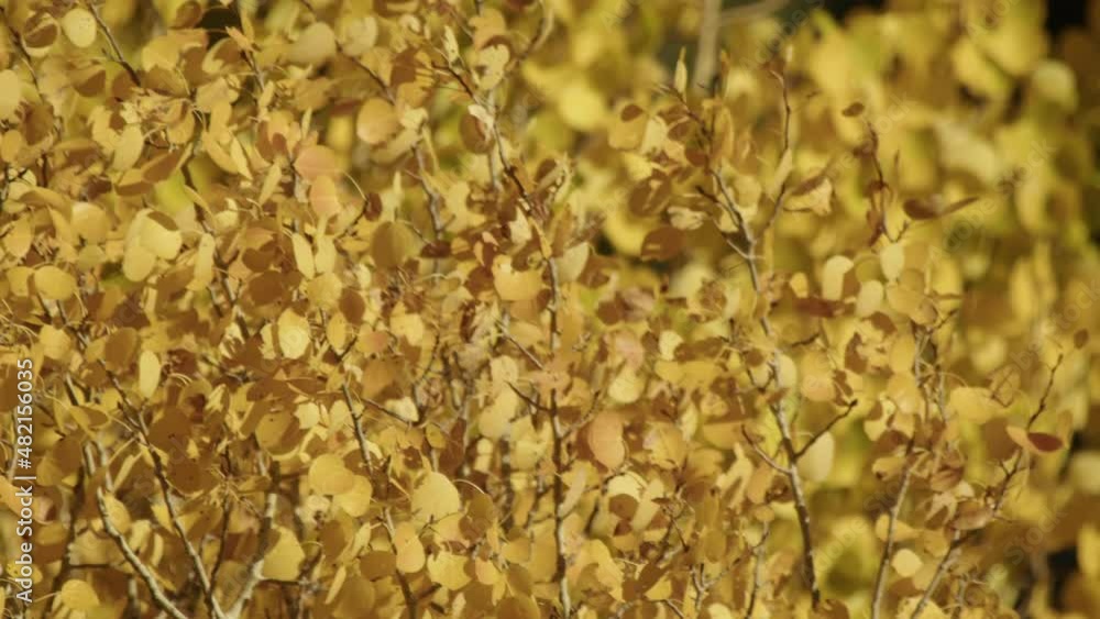 Closeup of leaves from aspen after color has changed Closeup of leaves from aspen after color has changed