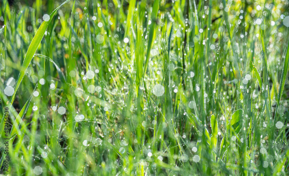Green grass covered with sparkling dew drops close-up. Purity and freshness concept. Nature background. Green grass covered with sparkling dew drops close-up. Purity and freshness concept. Nature background.