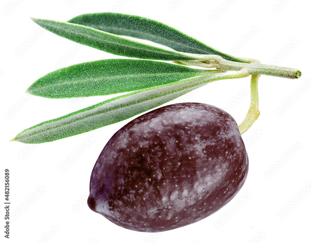 Violet ripe olive with leaves isolated on a white background