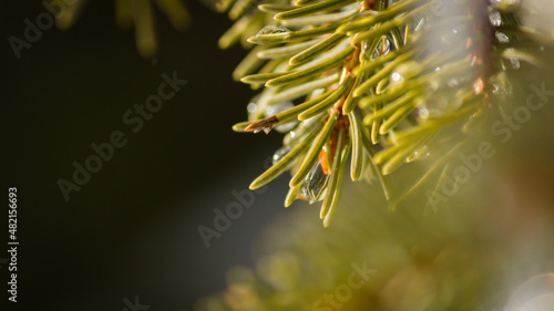 Norway spruce  Picea Excelsa  needles close-up with selective focus