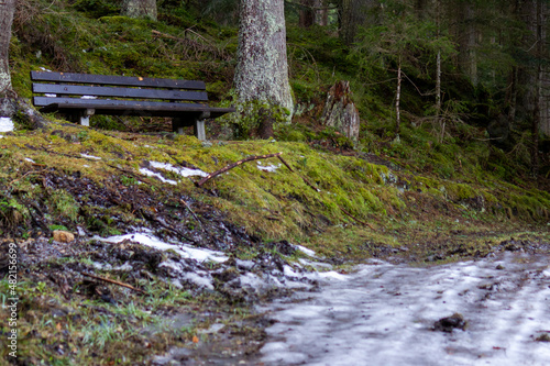 Empty bench in a spruce forest in the Alps (Forstau, Austria)